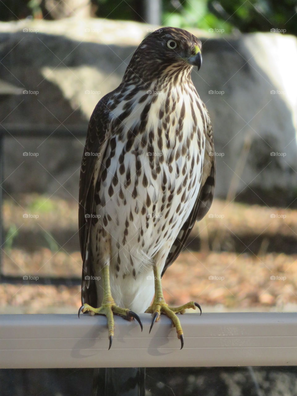 Juvenile Cooper’s Hawk