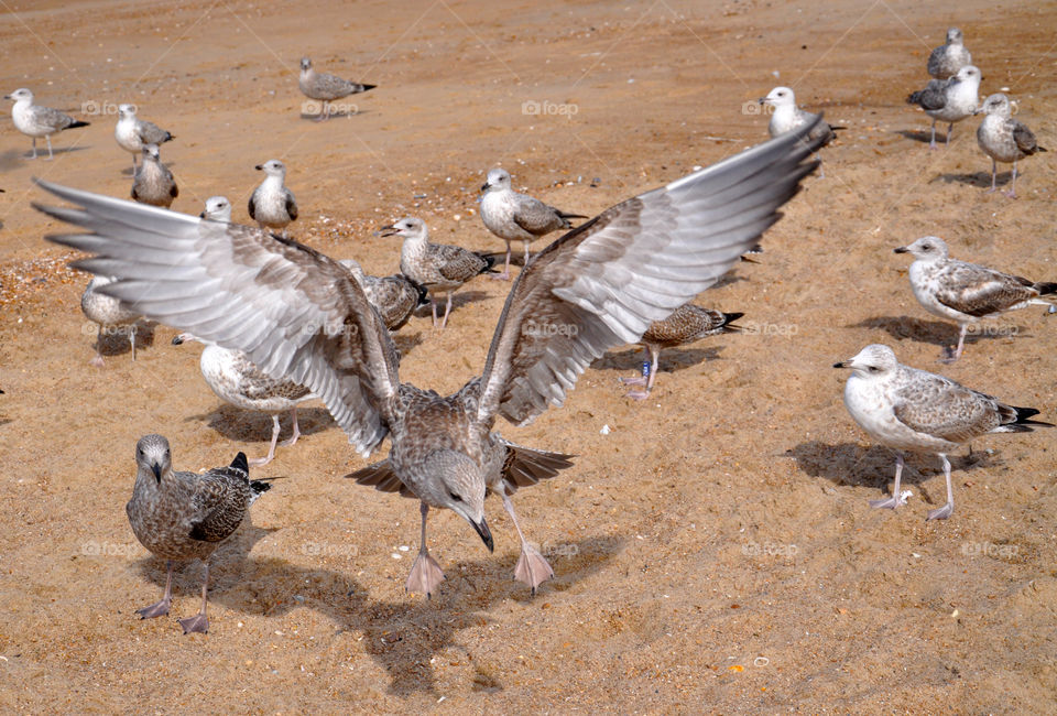 seagulls on the beach