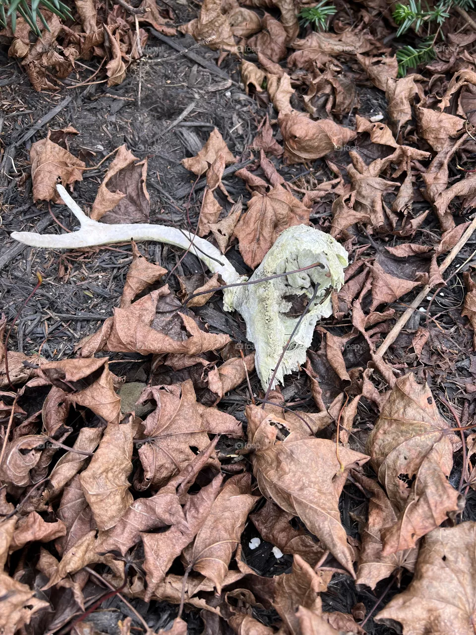 Deer skull 