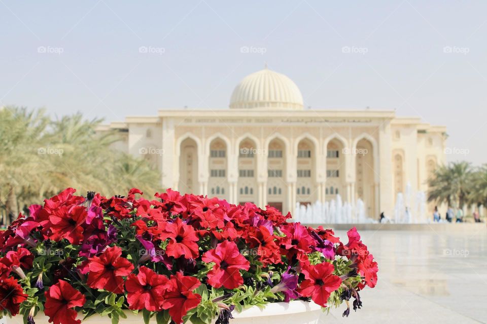 Flowers & architecture 