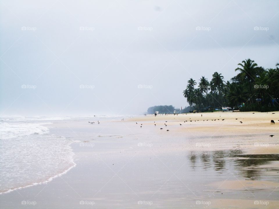 Distant view of birds at beach