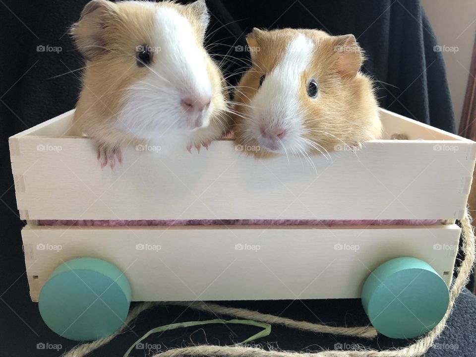Honey and sugar, little guinea pigs