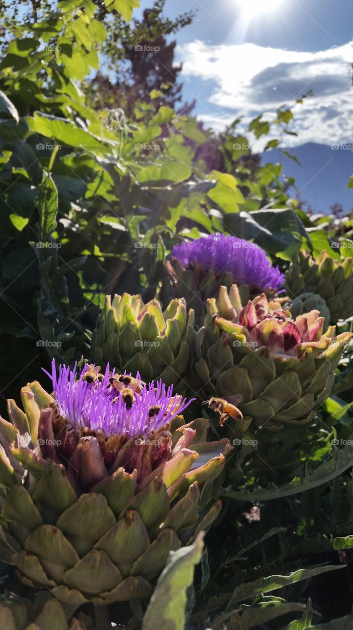 Blooming Artichokes Full of Bees