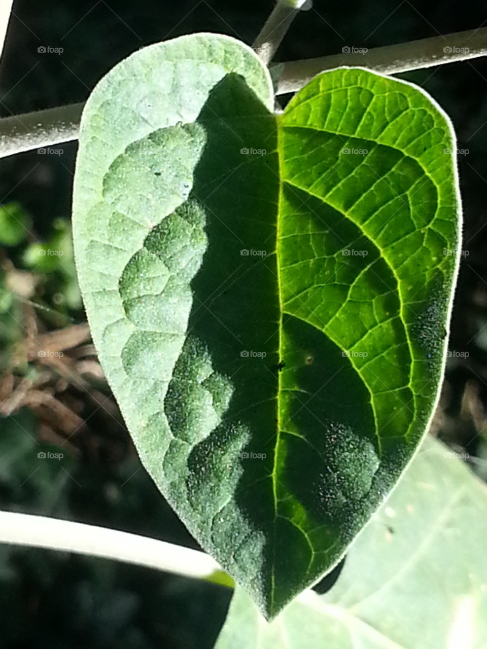 the leaf photographed while being kissed by the sun