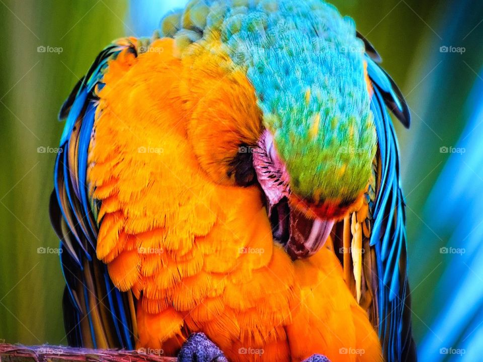 parrot