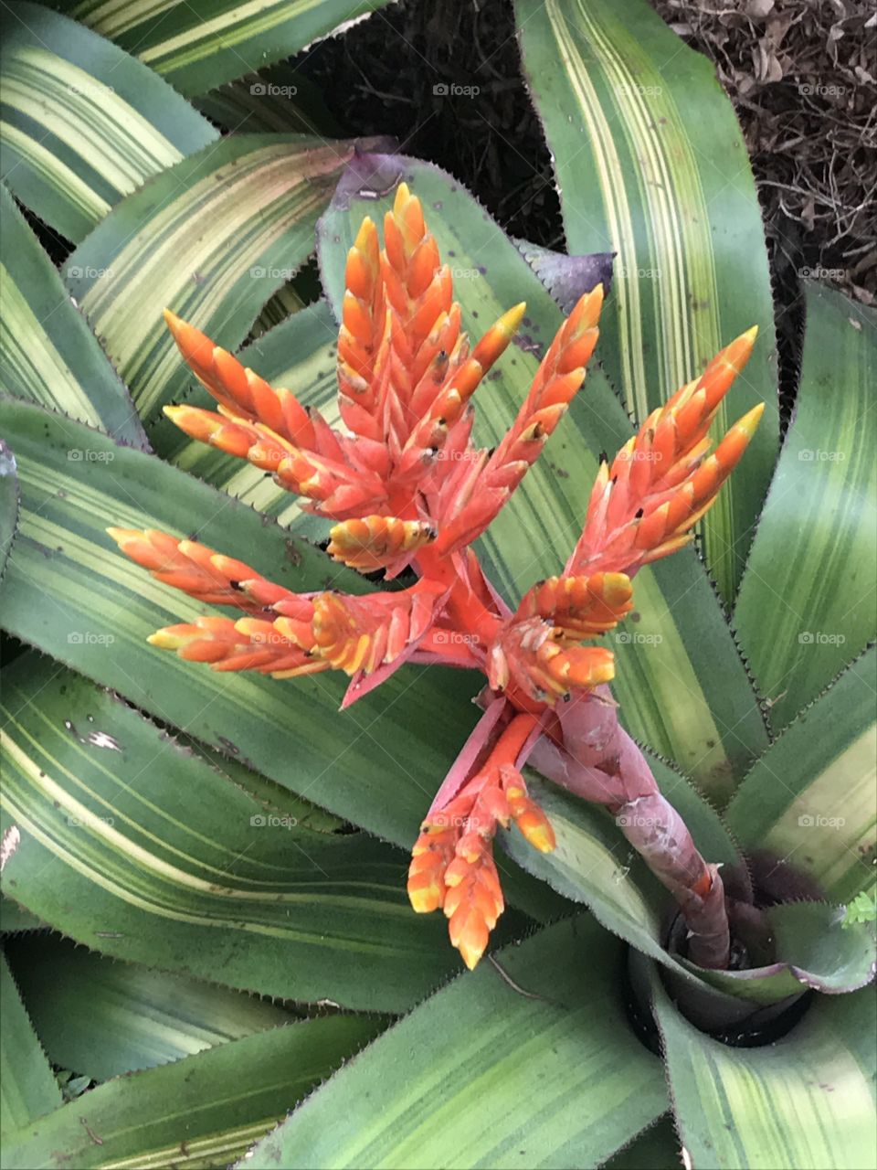 Unique tropical flower 