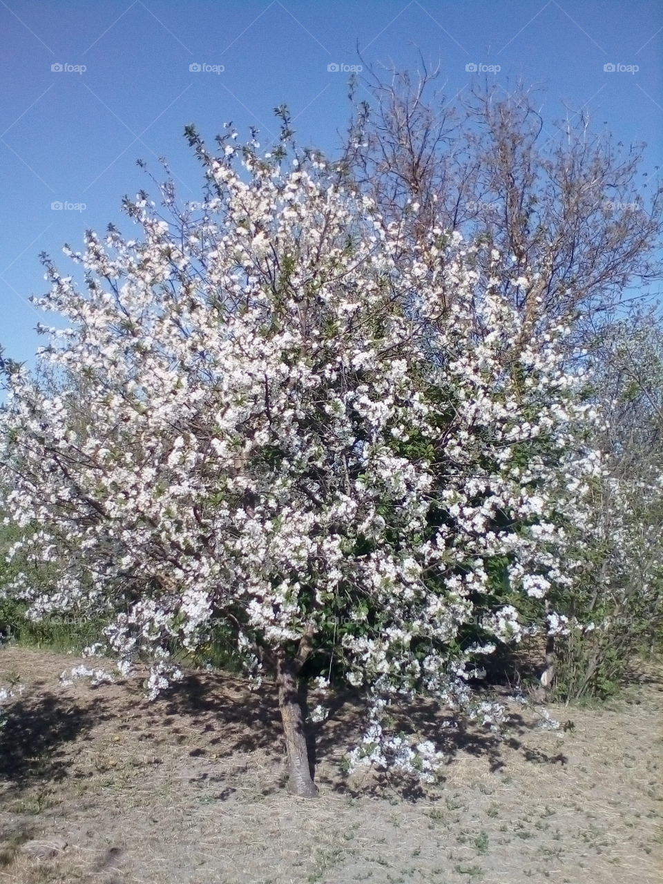 cherry tree