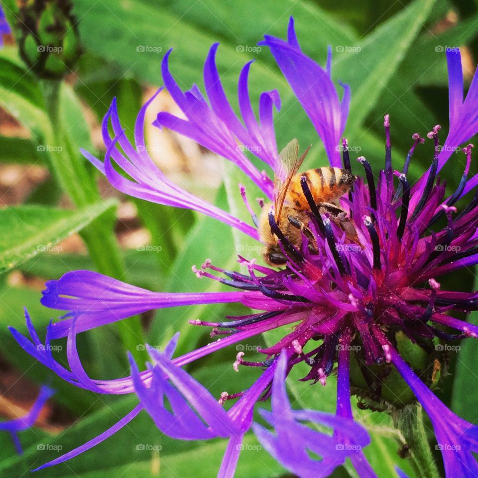Bumble Bee 🐝