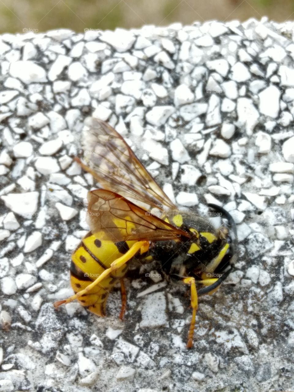a closeup pic of a sleeping wasp photographed lying on a terrace