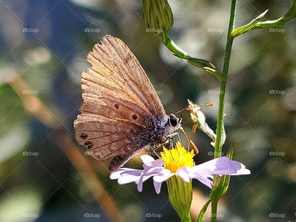 (Hemiargus ceraunus) The Ceraunus blue butterfly feeding on nectar of wildflower while illuminated by late afternoon sunlight.