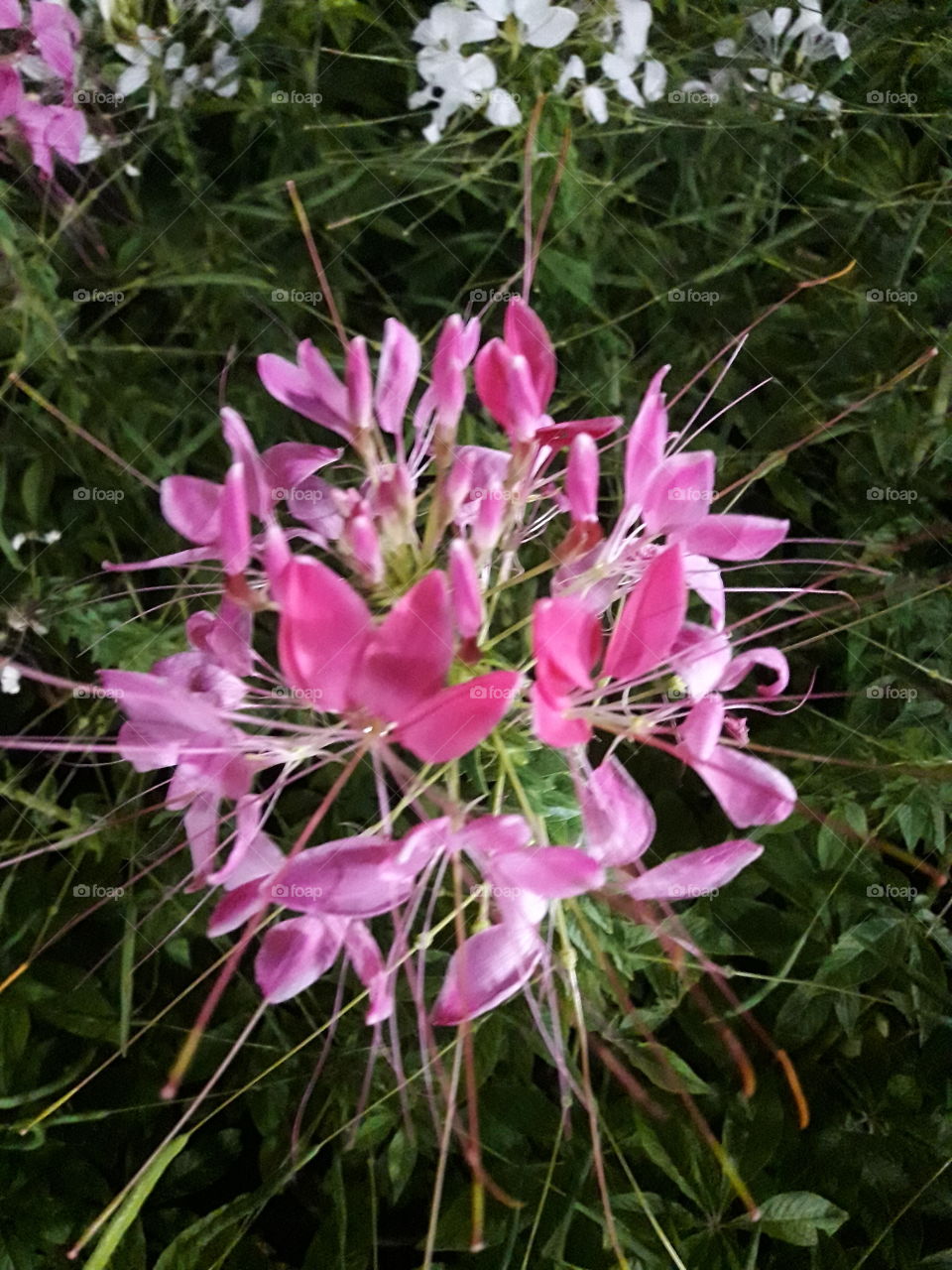 the special pink flora.