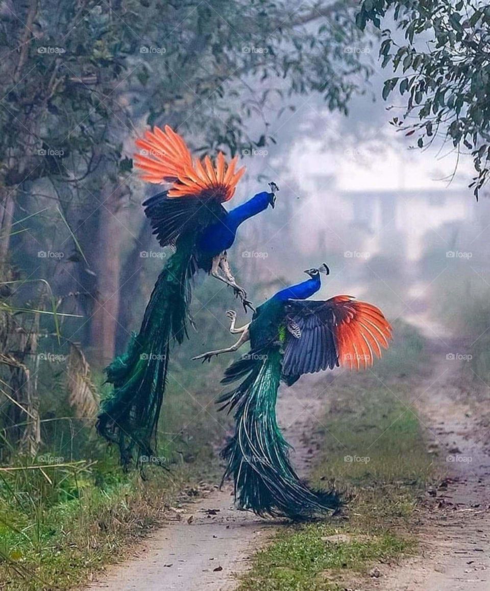 Peacock Love