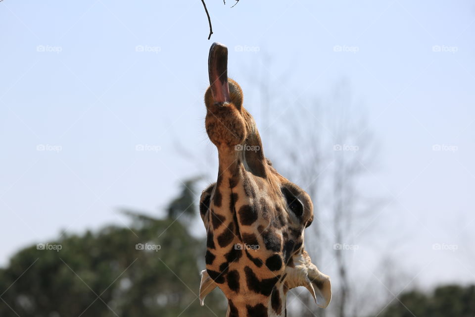 Giraffe doing stretching