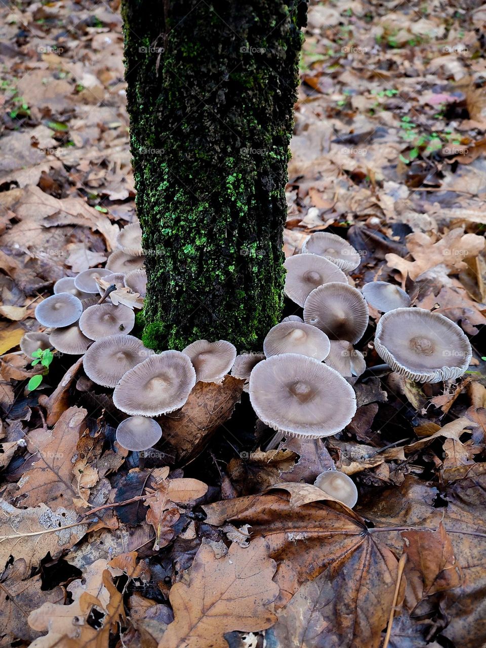 Large group of Mycena polygramma mushrooms