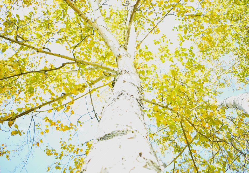 A birch tree in the fall sun