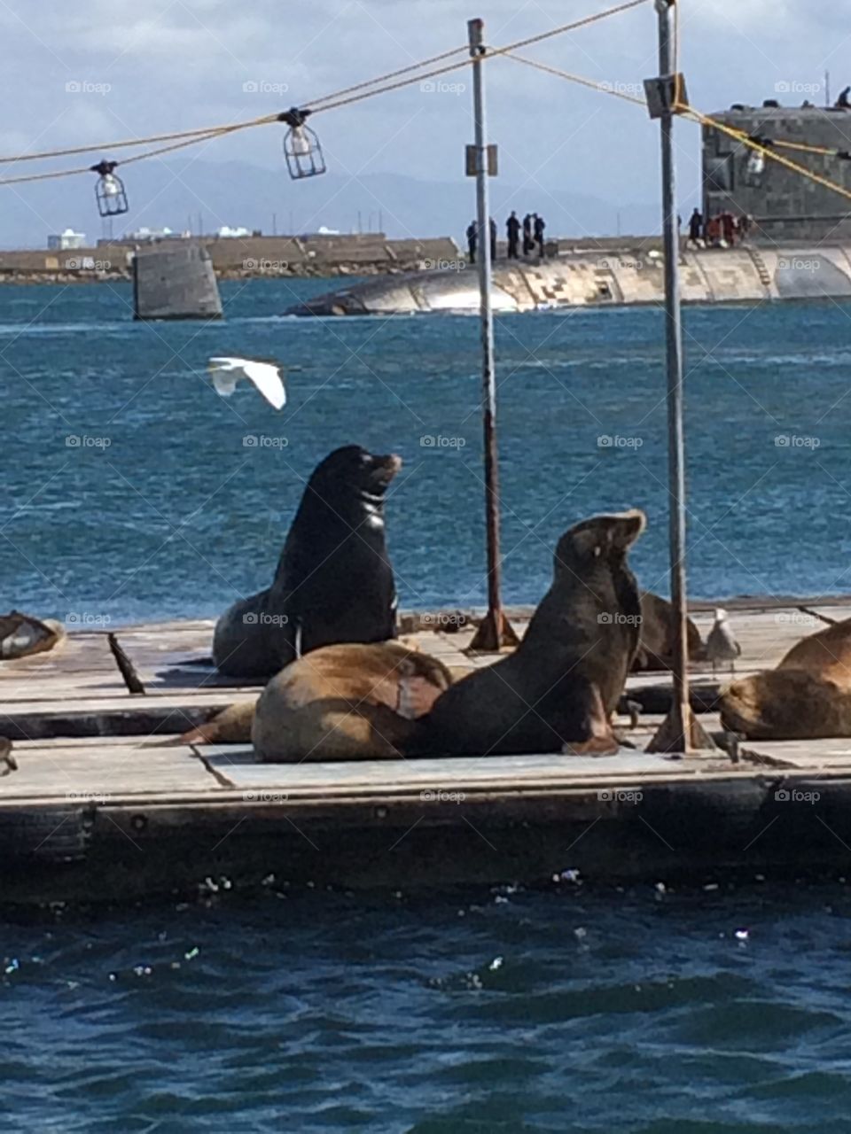 Seals near a naval submarine