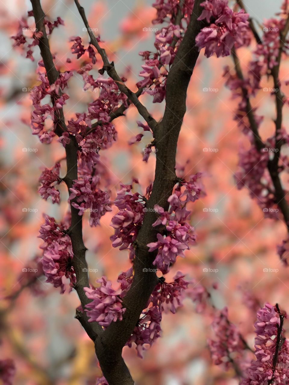 Pink Flowering Tree