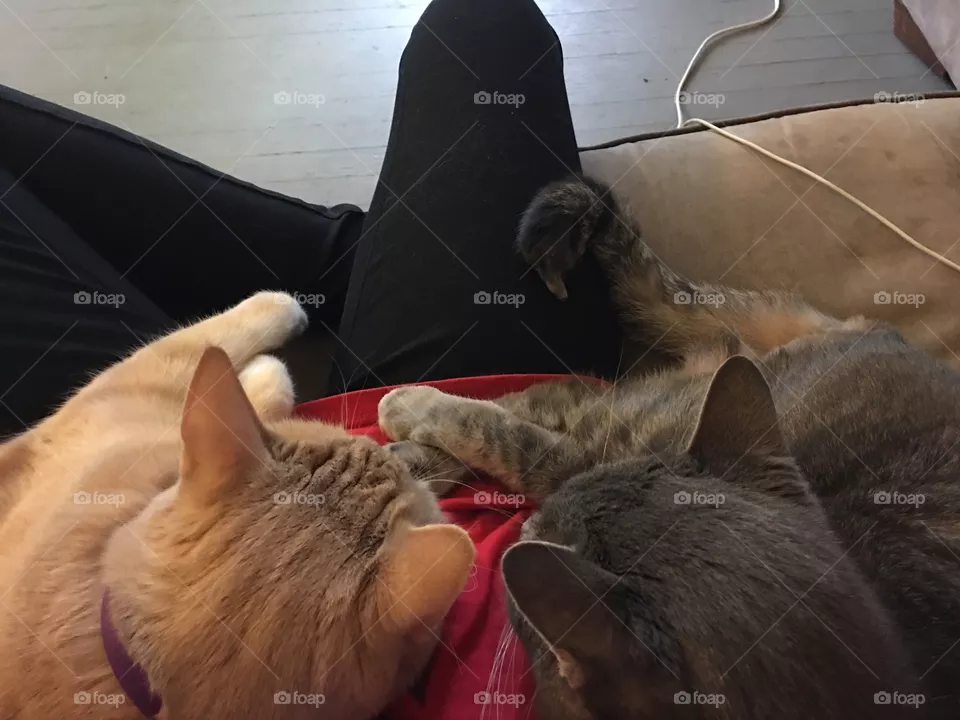 People, One, Cat, Woman, Adult