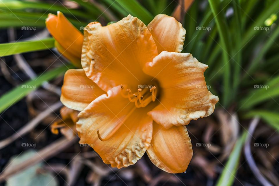 Awesome orange flower