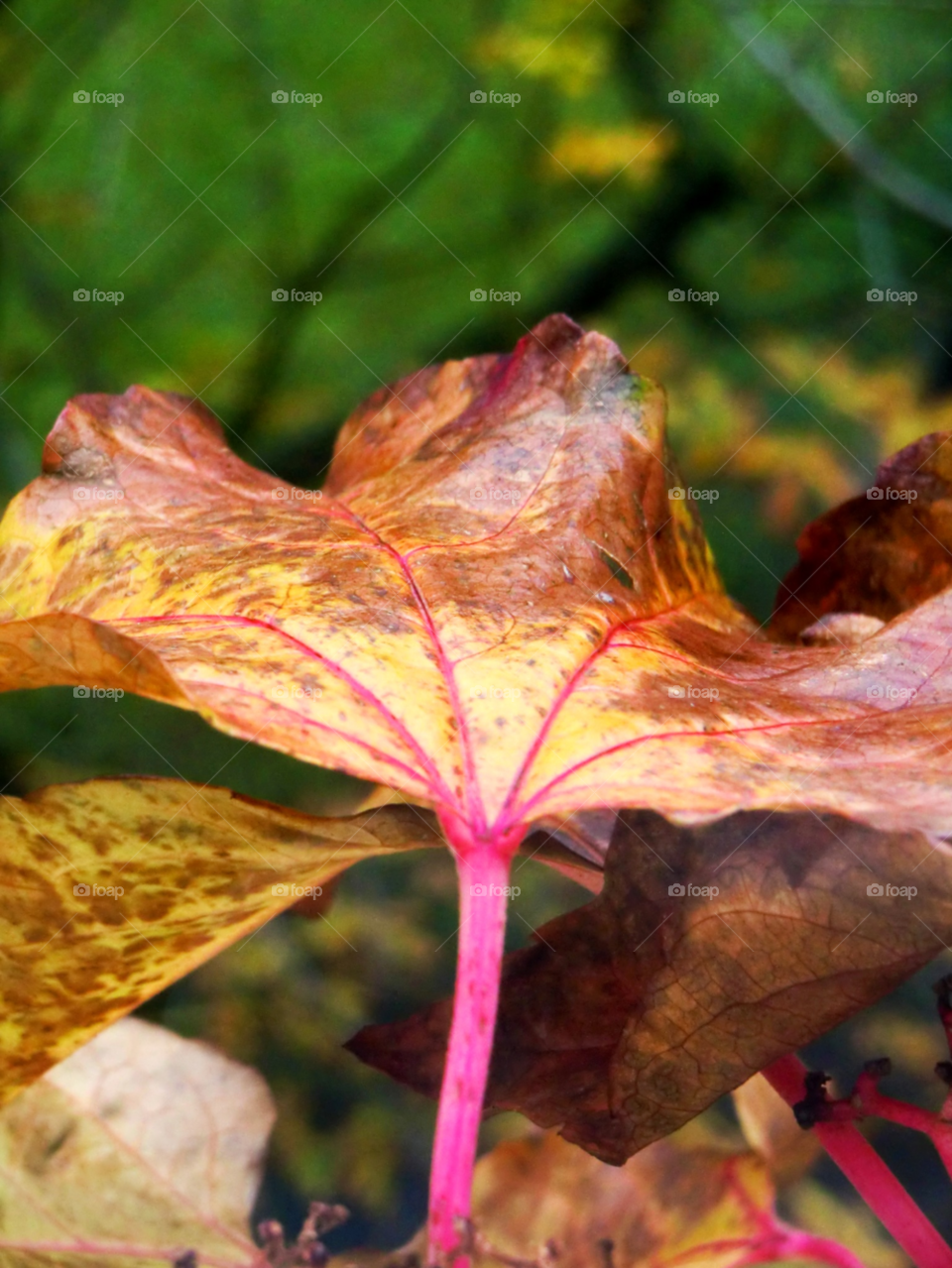 nature leaf autumn colorful by cabday