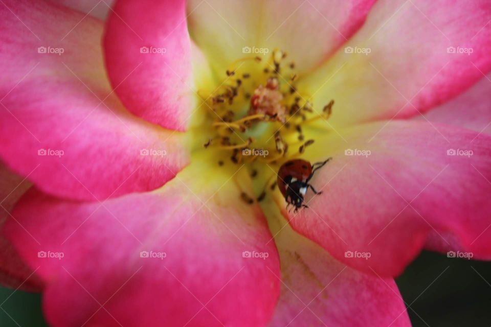 Rose and ladybug 