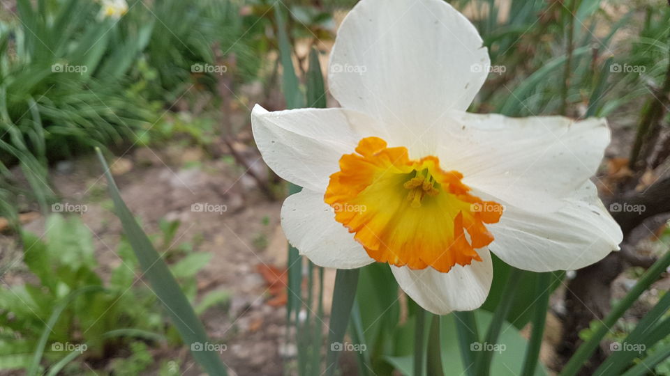 narcis flower closeup