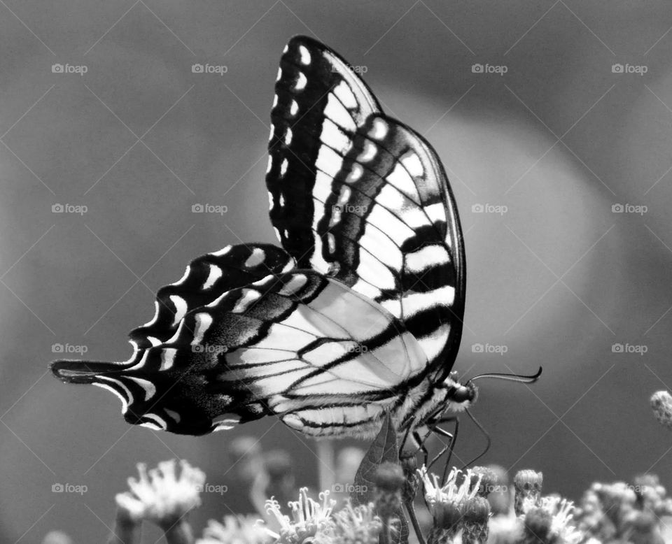 Black and white image of a swallowtail butterfly 