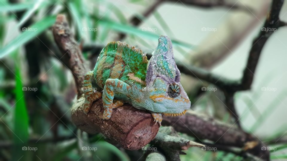 Chameleon colourful closeup