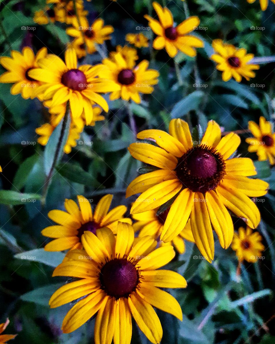 Yellow daisys