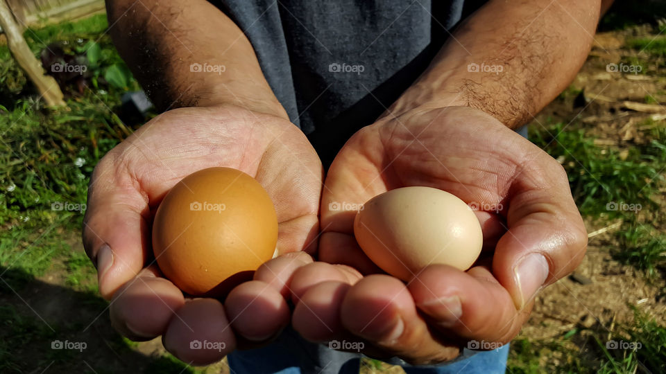 Backyard Chicken Eggs- Eggs laid by our very own backyard city chickens.