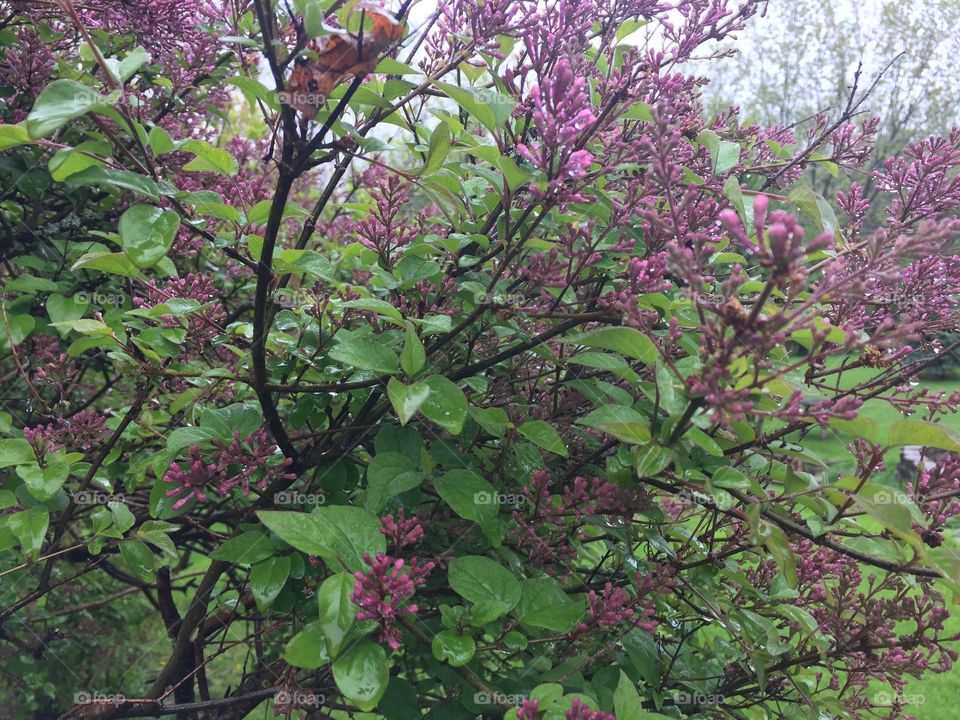 Lilac blooms are set