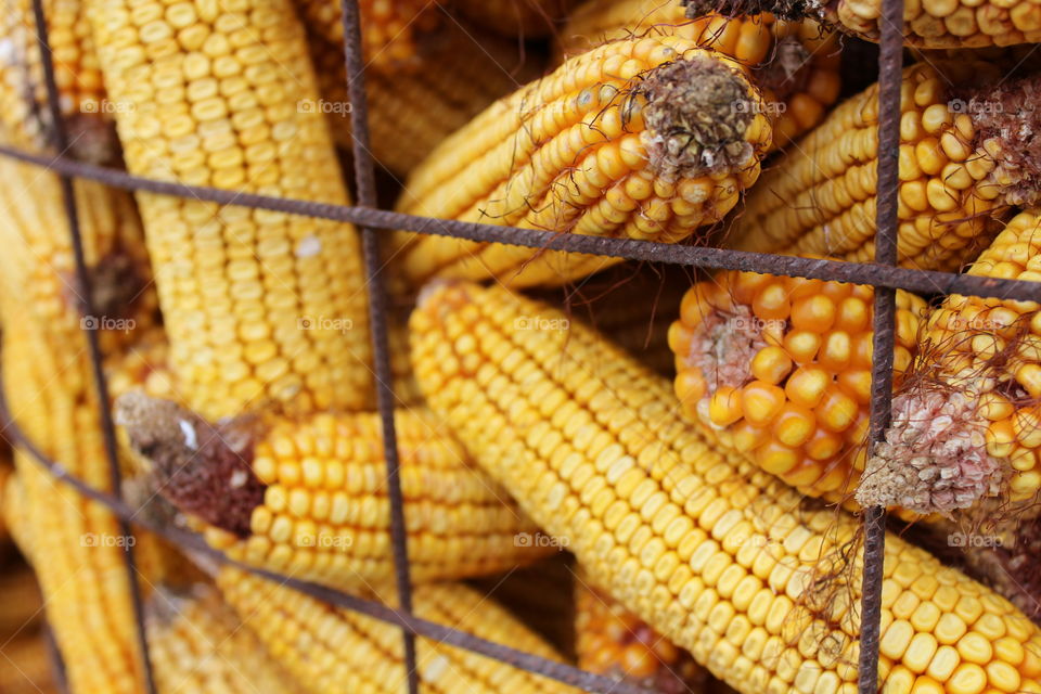 Yellow corn in columns