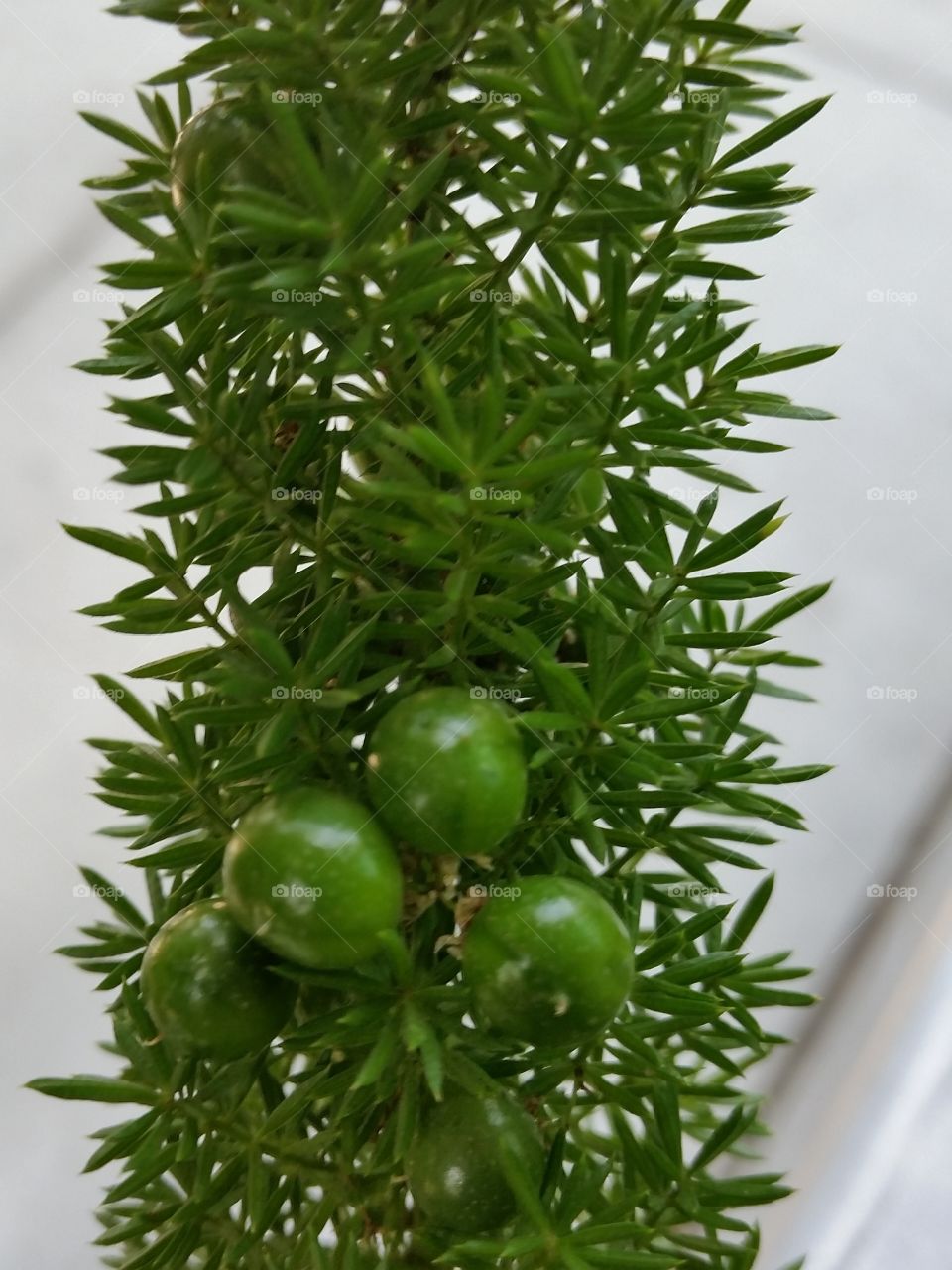 Fern Fruits. Fruits on Foxtail fern will turn bright red when ripe.