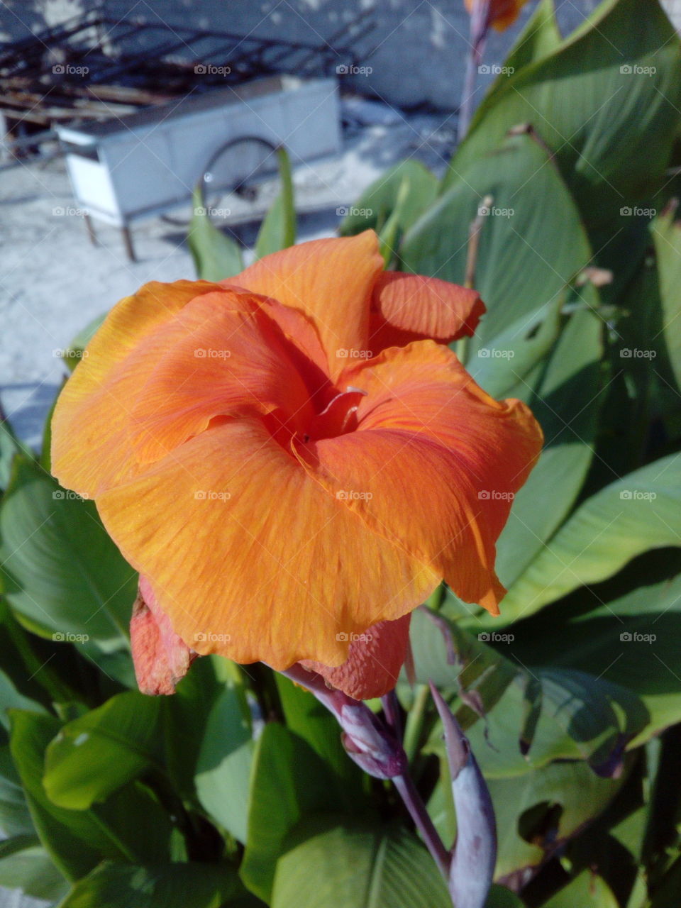 Orange Flower