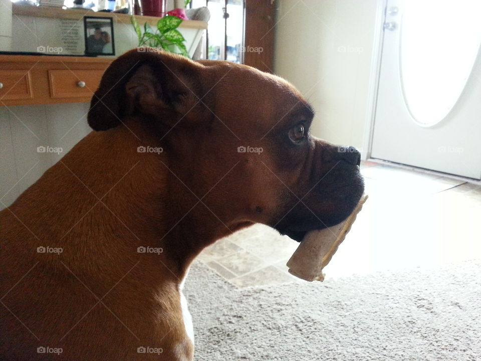 play time. playing with his doggie bone