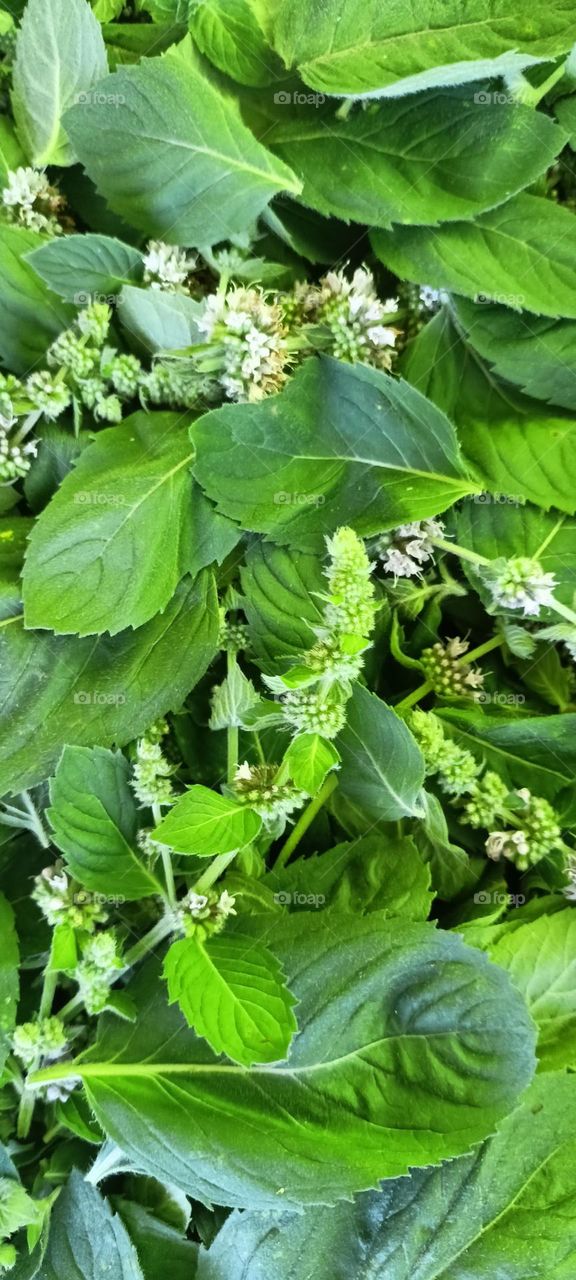 aroma of herbs