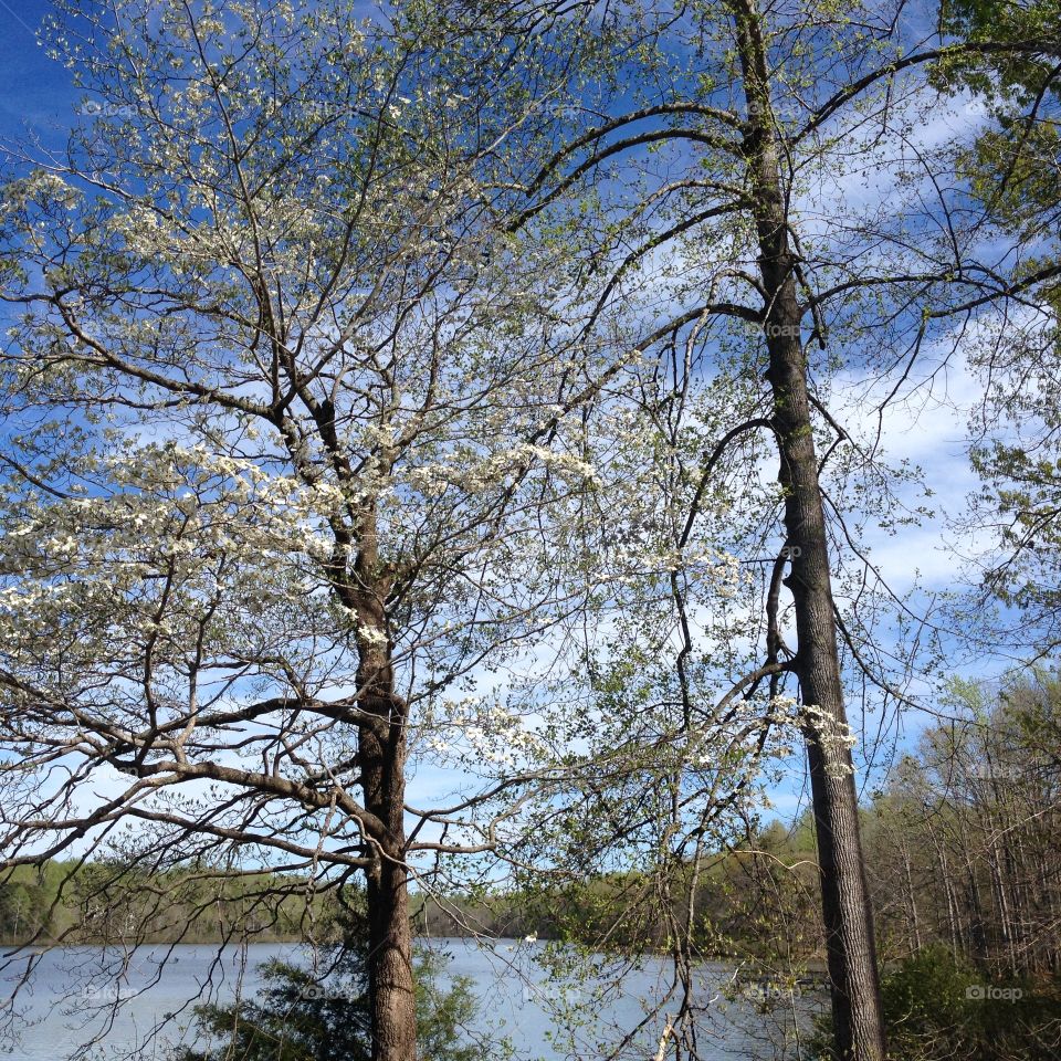 Dogwood tree by the lakeside. Support the parks!!