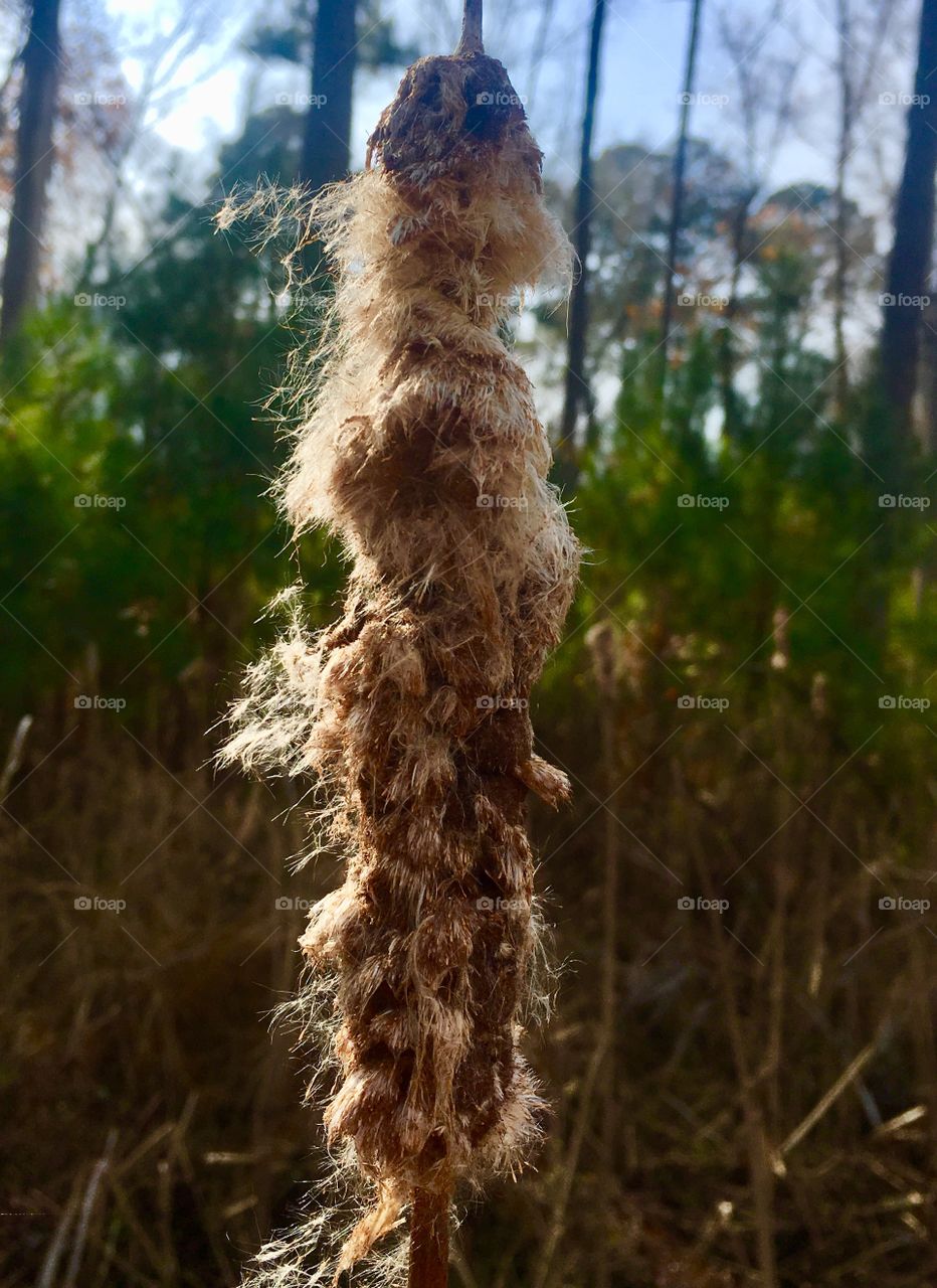 Withered cattail 