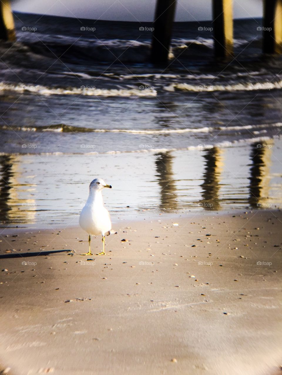 Seagull on the beach