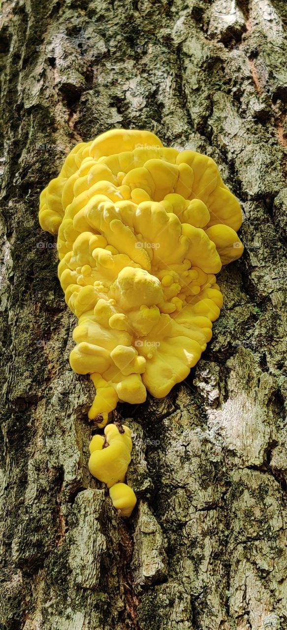 Colors in the forest.