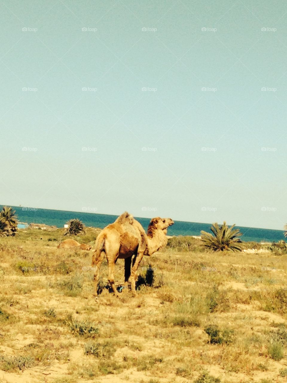 Camel in Tunisia