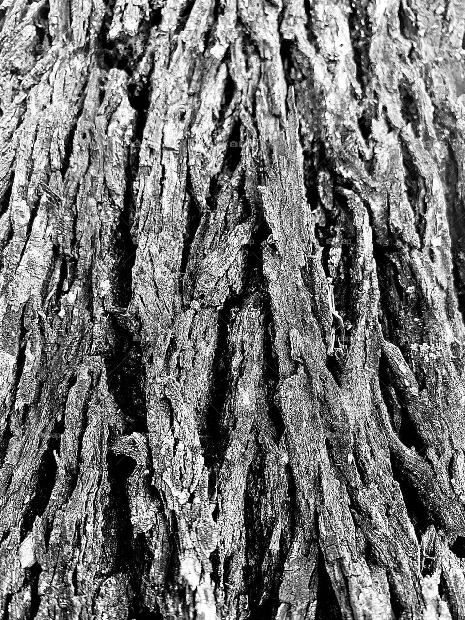 Black and white tree bark