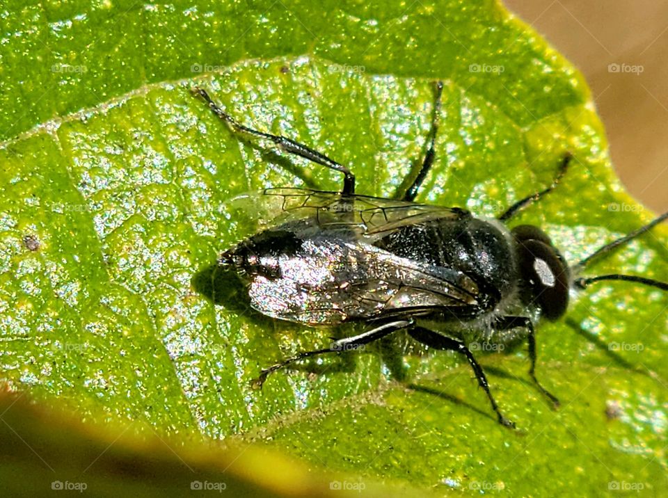close up of aphid wasp