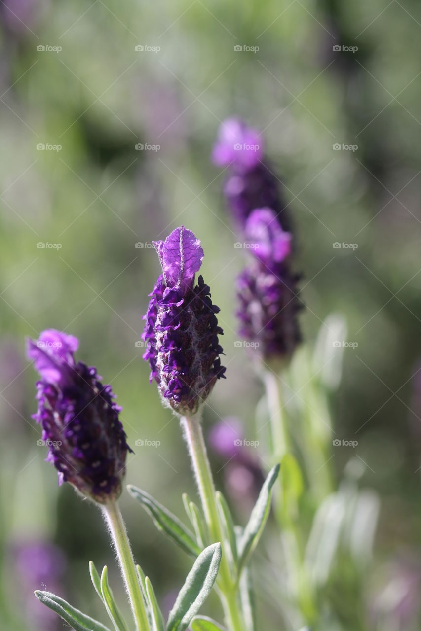 Close-up of lavender flower