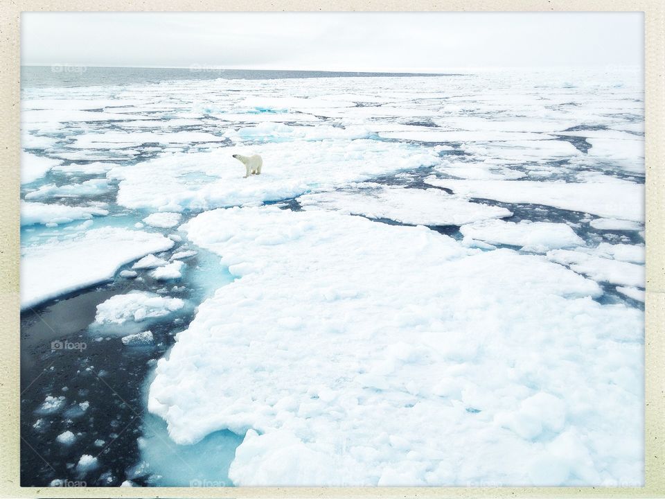 Polar bear on sea ice north of Svalbard, Norway. 