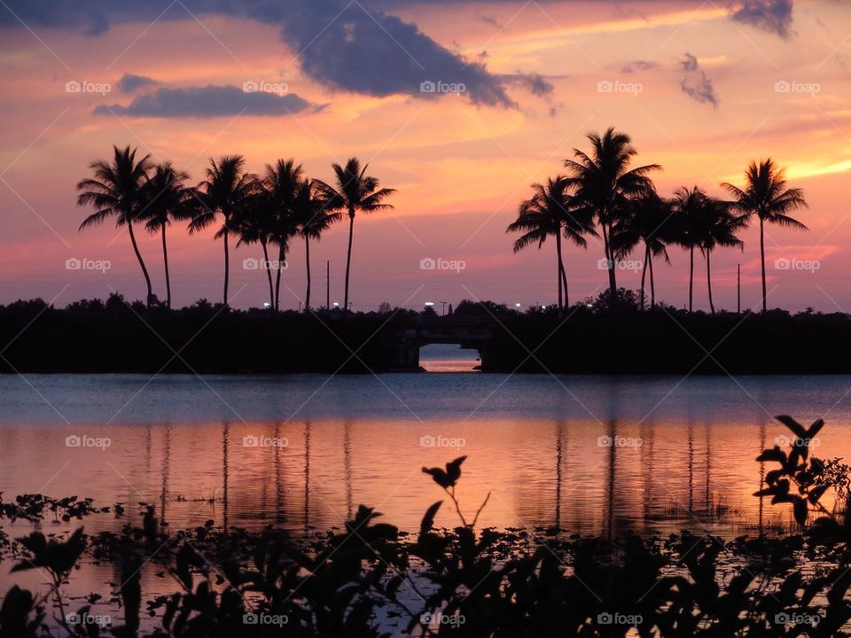 Palms in sunset 1