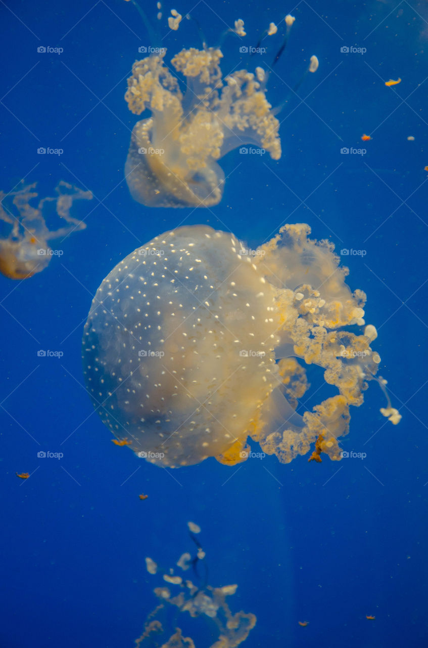 Kreshnik Iballi. jellyfish