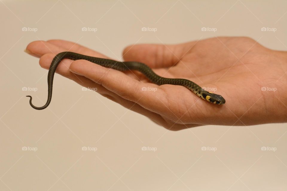 small snake in the hand, pet