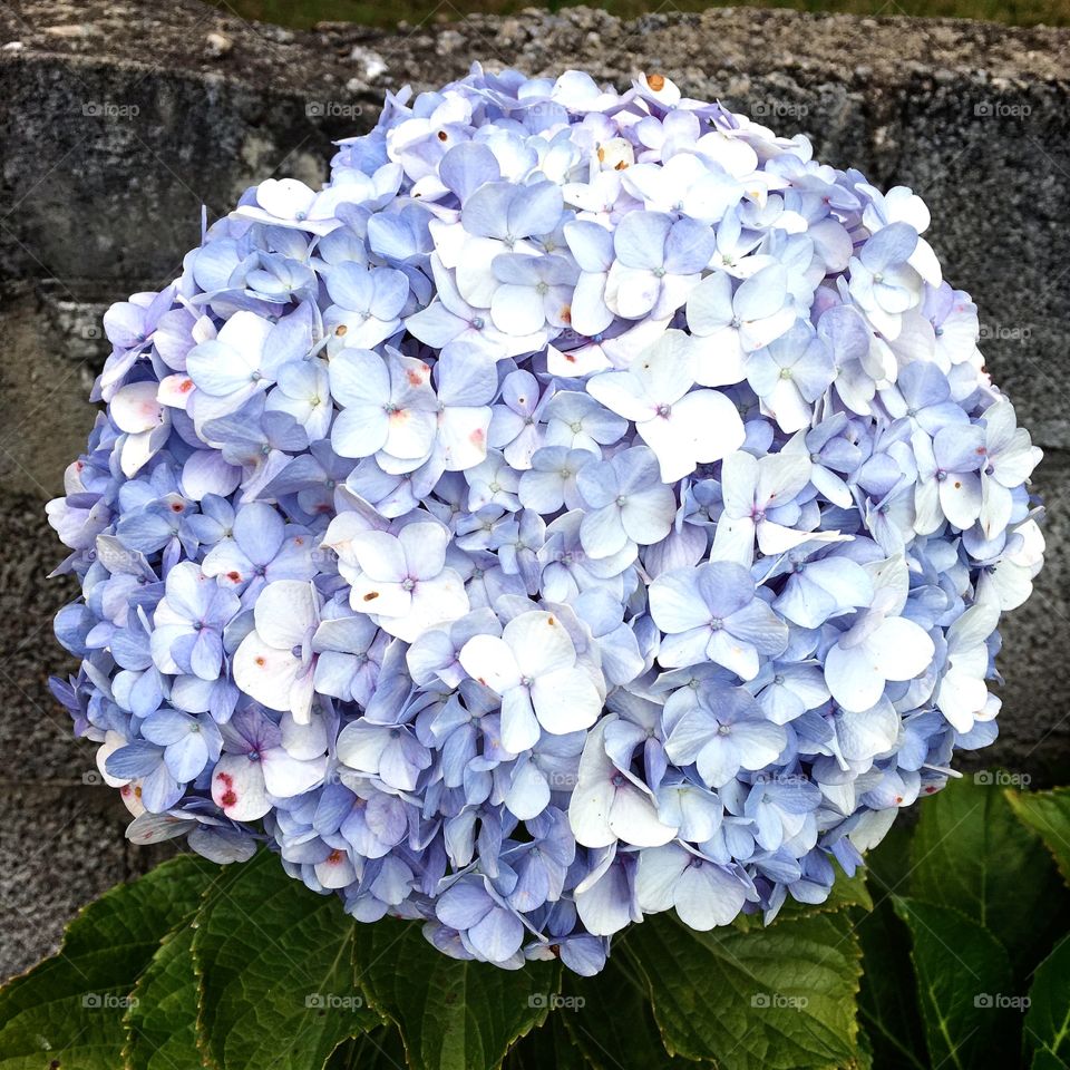 Suado, cansado e feliz, alongando e curtindo a beleza da natureza. Hoje, com hortênsias. 