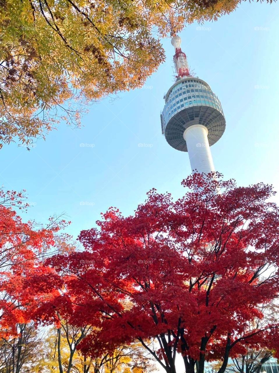 Red leaves and Seoul tower